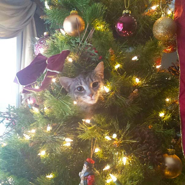 Γάτες που «βοήθησαν» στο στόλισμα του χριστουγεννιάτικου δένδρου (35)