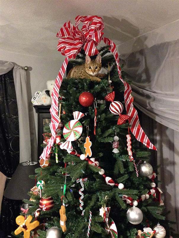 Γάτες που «βοήθησαν» στο στόλισμα του χριστουγεννιάτικου δένδρου (36)