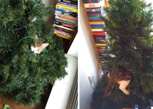 Γάτες που «βοήθησαν» στο στόλισμα του χριστουγεννιάτικου δένδρου (37)