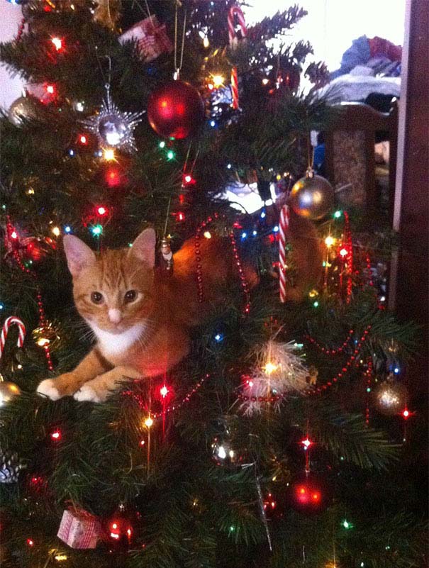 Γάτες που «βοήθησαν» στο στόλισμα του χριστουγεννιάτικου δένδρου (38)