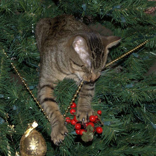 Γάτες που «βοήθησαν» στο στόλισμα του χριστουγεννιάτικου δένδρου (39)