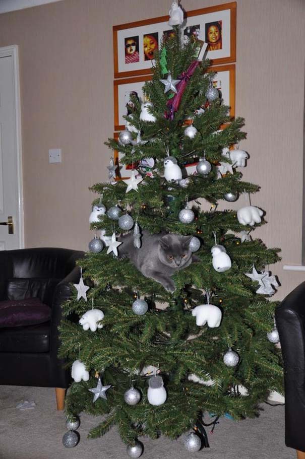 Γάτες που «βοήθησαν» στο στόλισμα του χριστουγεννιάτικου δένδρου (40)