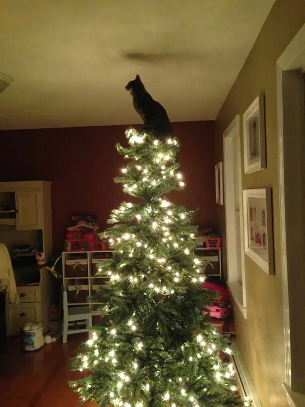 Γάτες που «βοήθησαν» στο στόλισμα του χριστουγεννιάτικου δένδρου (41)