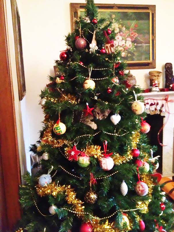 Γάτες που «βοήθησαν» στο στόλισμα του χριστουγεννιάτικου δένδρου (42)