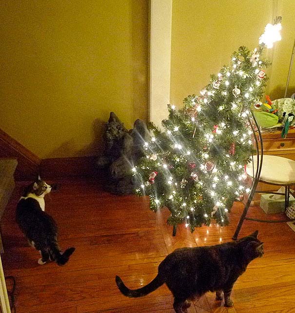 Γάτες που «βοήθησαν» στο στόλισμα του χριστουγεννιάτικου δένδρου (43)