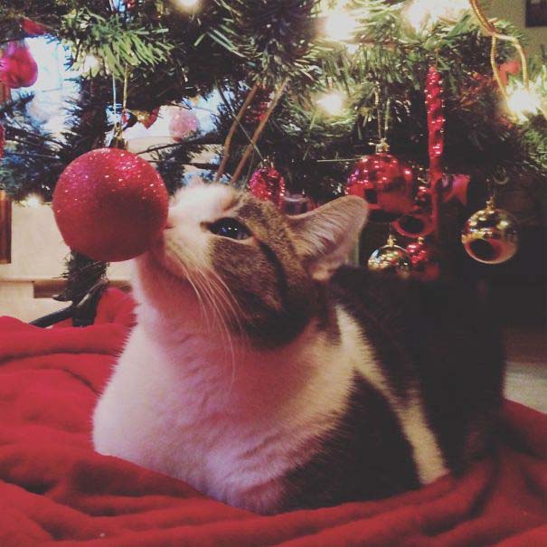 Γάτες που «βοήθησαν» στο στόλισμα του χριστουγεννιάτικου δένδρου (44)
