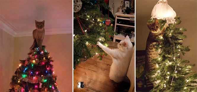 Γάτες που «βοήθησαν» στο στόλισμα του χριστουγεννιάτικου δένδρου