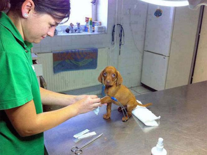 Κατοικίδια που δεν ενθουσιάζονται με την επίσκεψη στον κτηνίατρο (3)