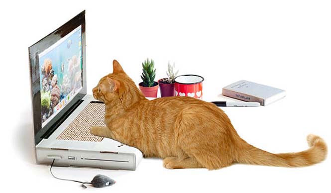 Ένα laptop ειδικά φτιαγμένο για γάτες (1)