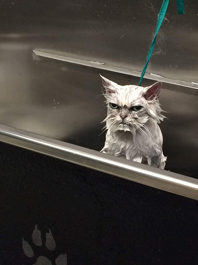 Πιθανότατα η πιο τσαντισμένη γάτα στον κόσμο | Φωτογραφία της ημέρας