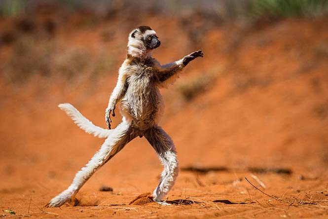Οι 13 πιο αστείες φωτογραφίες άγριας φύσης του 2015 (3)