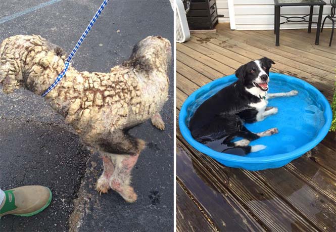 Σκύλοι πριν και μετά την υιοθεσία (2)