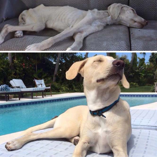 Σκύλοι πριν και μετά την υιοθεσία (4)