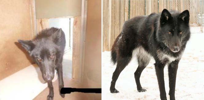 Σκύλοι πριν και μετά την υιοθεσία (8)