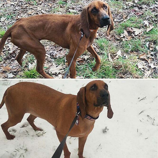 Σκύλοι πριν και μετά την υιοθεσία (10)