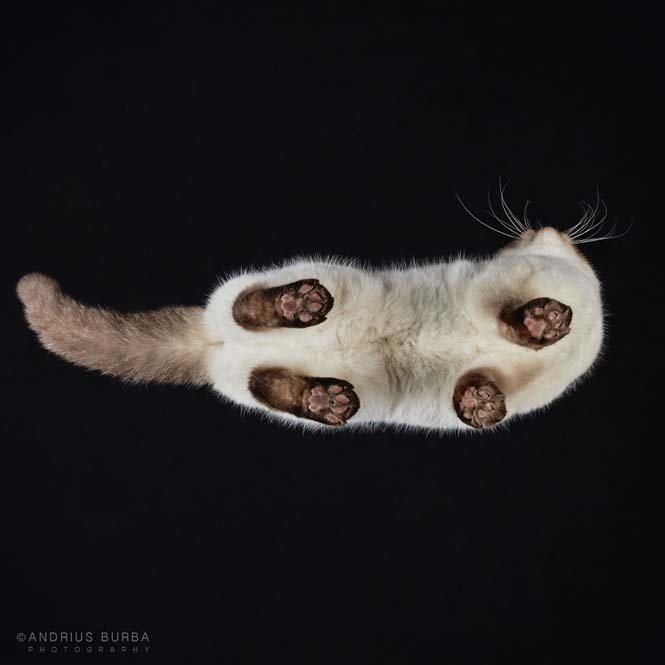 Φωτογραφίζοντας γάτες από κάτω (4)