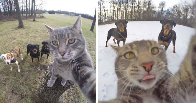 Γάτα βγάζει απίστευτες selfies (1)