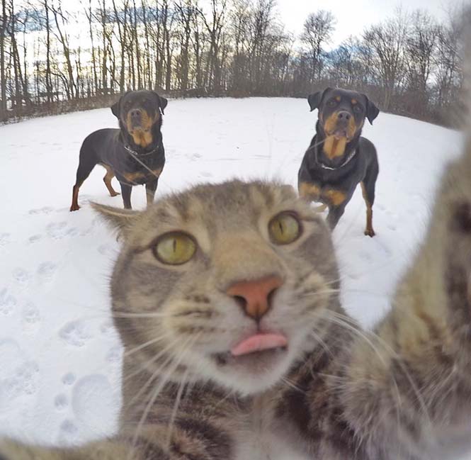 Γάτα βγάζει απίστευτες selfies (8)