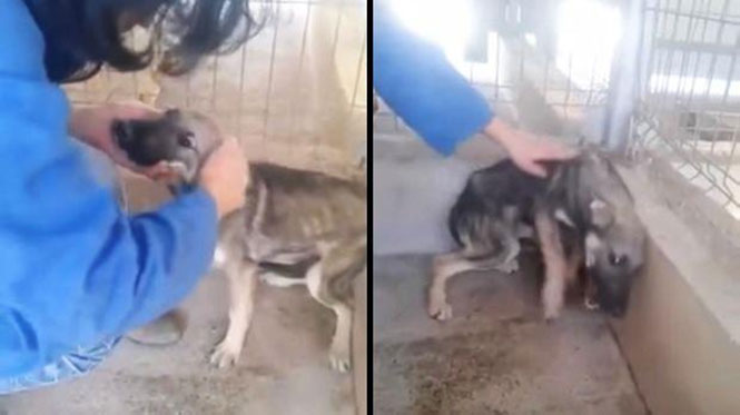 Κακοποιημένος σκύλος νιώθει ανθρώπινο χάδι για πρώτη φορά