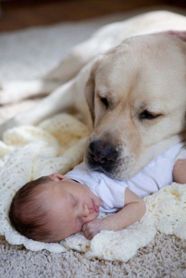 Μωρά και σκύλοι σε αξιολάτρευτες φωτογραφίες (21)