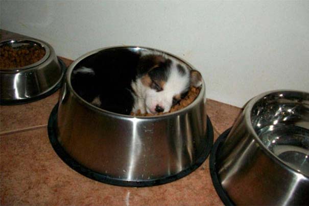 Σκύλοι που κοιμούνται όπου να 'ναι (6)