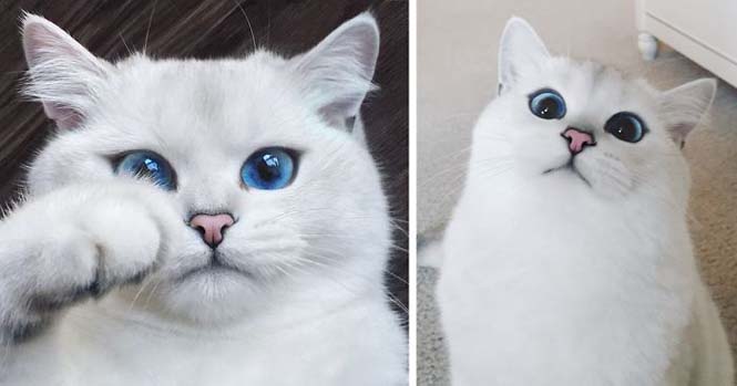 Αυτή η γάτα έχει τα πιο όμορφα μάτια που έχετε δει (1)