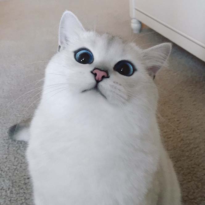 Αυτή η γάτα έχει τα πιο όμορφα μάτια που έχετε δει (2)