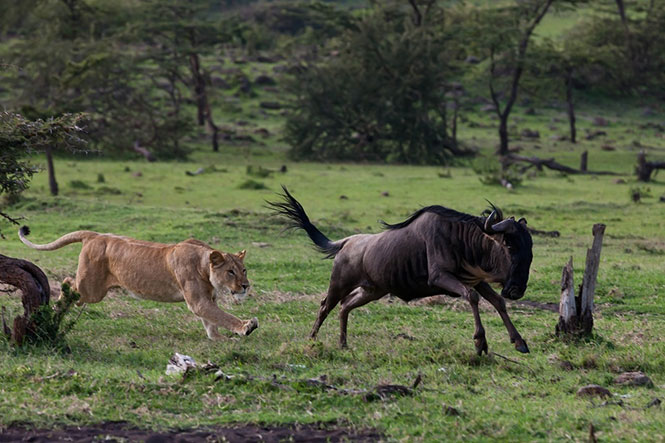 Μάχη ανάμεσα σε γκνου και λιοντάρι