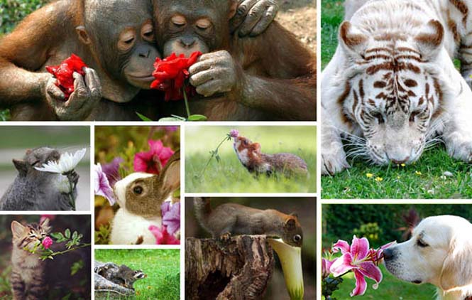 Χαριτωμένα ζώα που μυρίζουν την Άνοιξη (1)