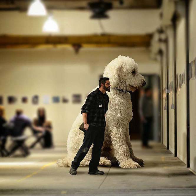 Ένας φωτογράφος και ο «γιγάντιος» σκύλος του διασκεδάζουν στο Instagram (2)