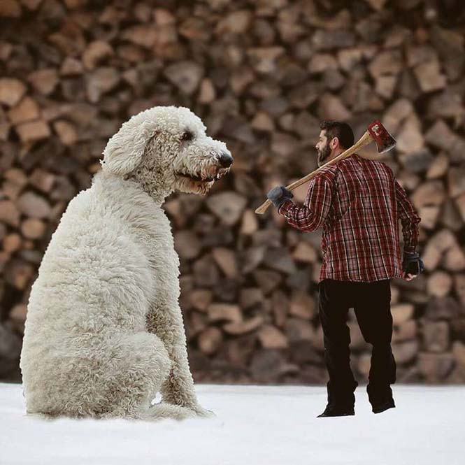Ένας φωτογράφος και ο «γιγάντιος» σκύλος του διασκεδάζουν στο Instagram (4)
