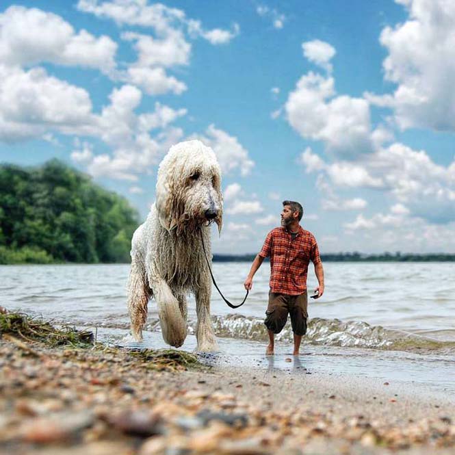 Ένας φωτογράφος και ο «γιγάντιος» σκύλος του διασκεδάζουν στο Instagram (9)