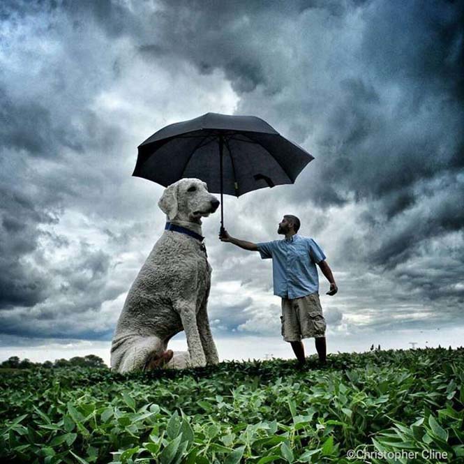 Ένας φωτογράφος και ο «γιγάντιος» σκύλος του διασκεδάζουν στο Instagram (14)