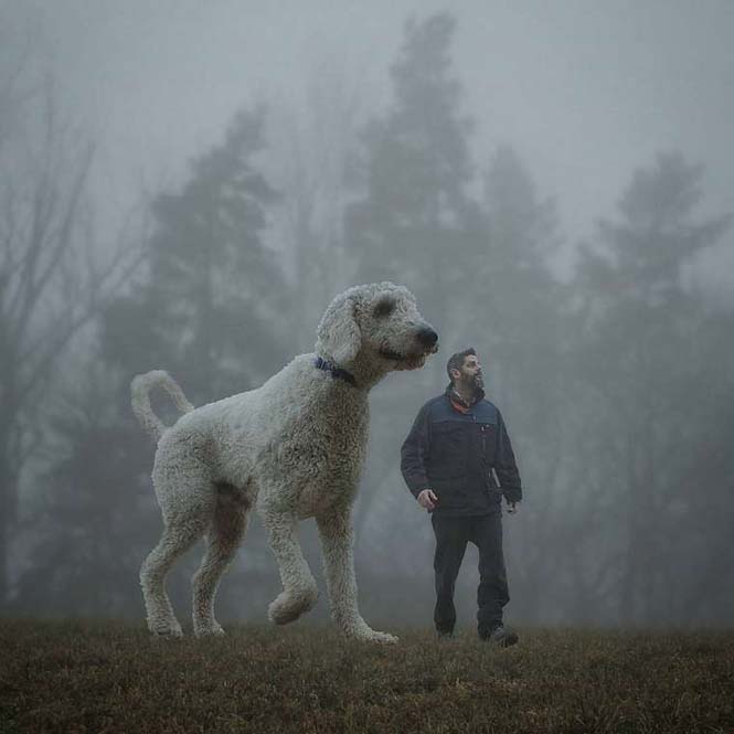 Ένας φωτογράφος και ο «γιγάντιος» σκύλος του διασκεδάζουν στο Instagram (17)