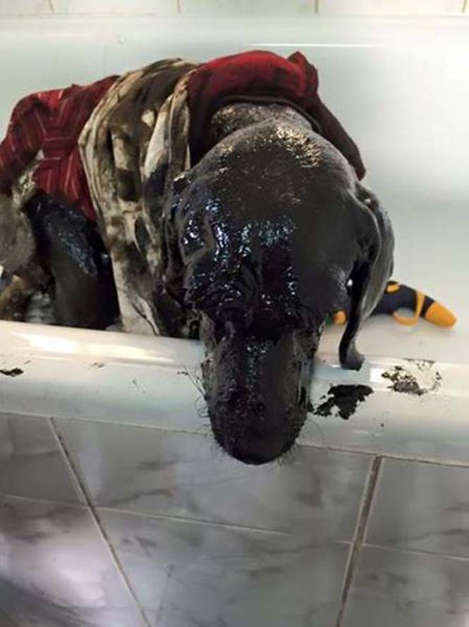 Σκύλος επέζησε αφού διασώθηκε από λάκκο με πίσσα (4)