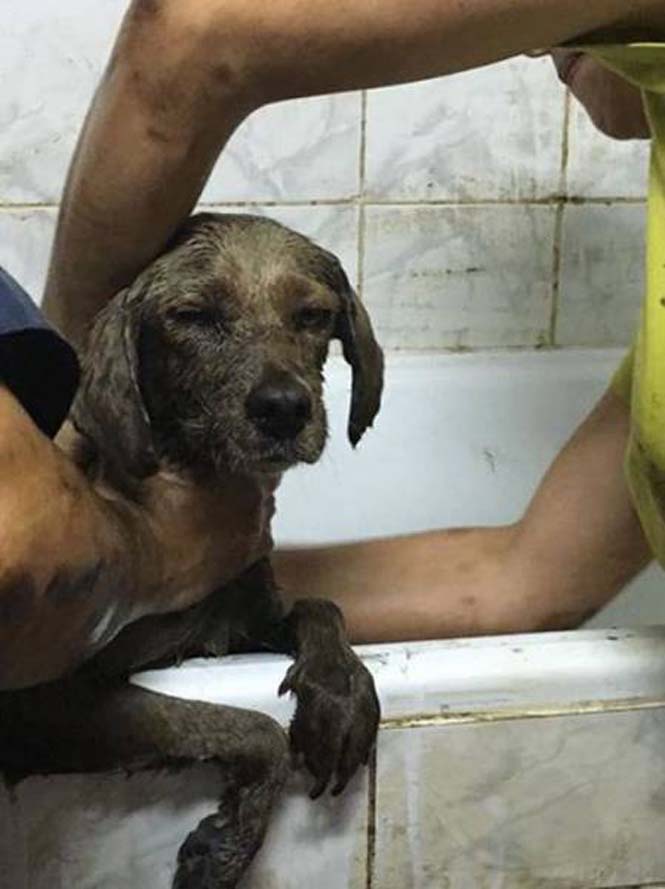 Σκύλος επέζησε αφού διασώθηκε από λάκκο με πίσσα (7)