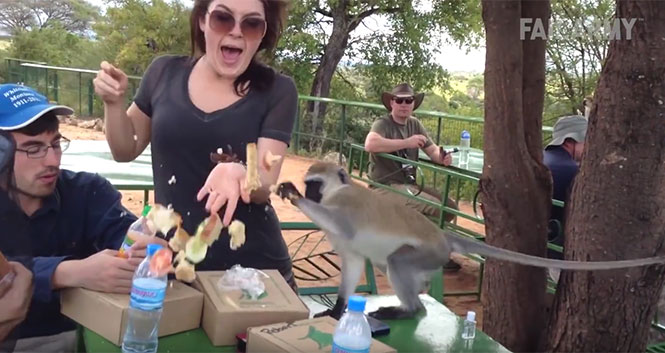 Απίστευτα περιστατικά με μαϊμούδες
