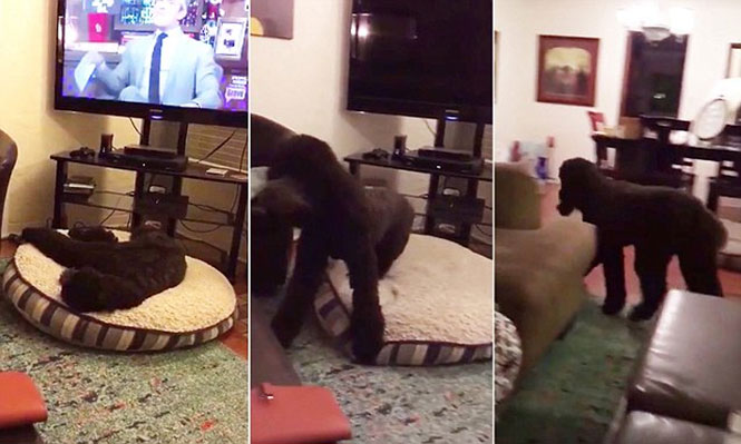 Αυτός ο σκύλος τρέχει στο κρεβάτι κάθε φορά που κλείνει η τηλεόραση