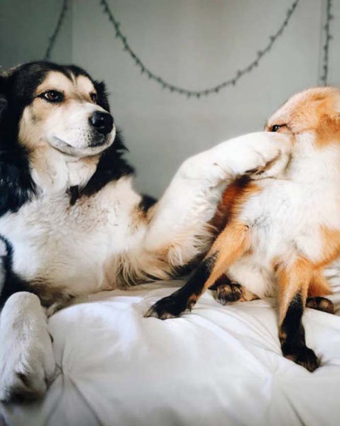 Αλεπού και σκύλος έχουν γίνει αχώριστοι φίλοι (6)