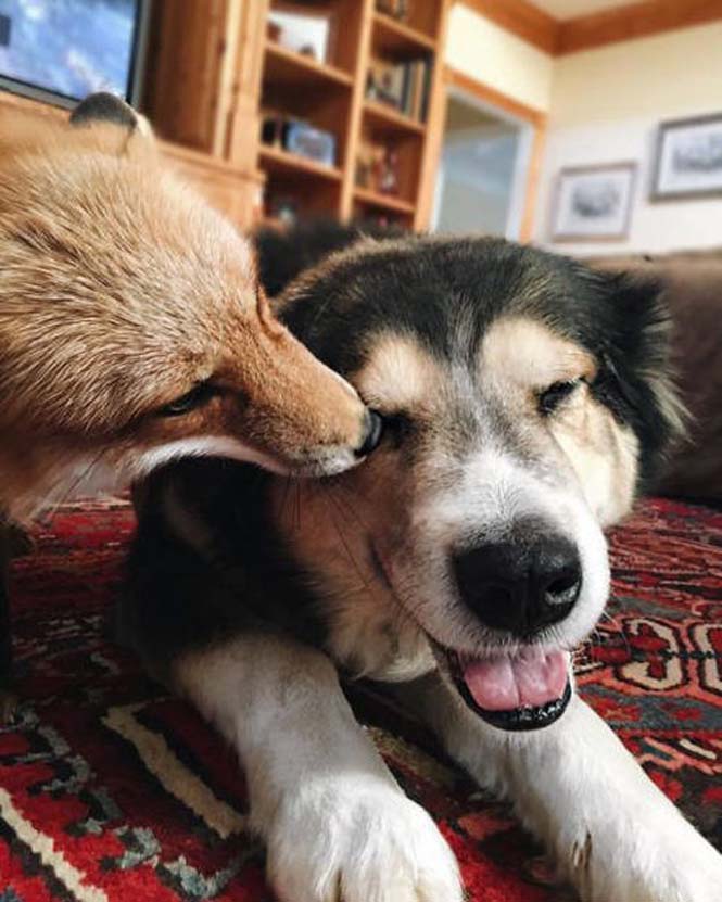 Αλεπού και σκύλος έχουν γίνει αχώριστοι φίλοι (9)