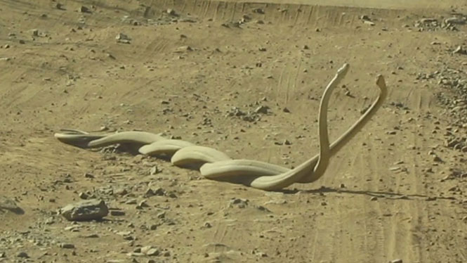 Δυο φίδια black mamba μάχονται για ένα θηλυκό
