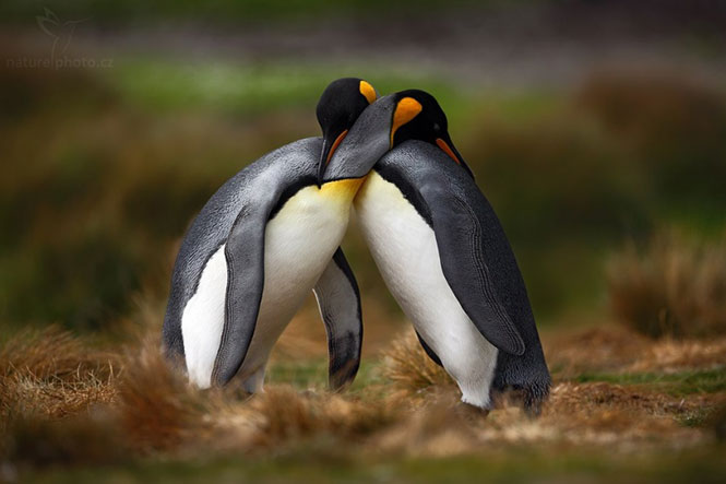 Έχετε δει ποτέ πιγκουίνους να αγκαλιάζονται; | Φωτογραφία της ημέρας