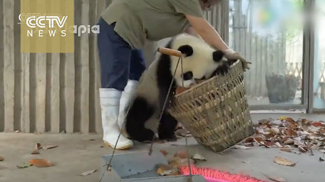 Πως δυο παιχνιδιάρικα Panda μπορούν να οδηγήσουν μια καθαρίστρια στην τρέλα