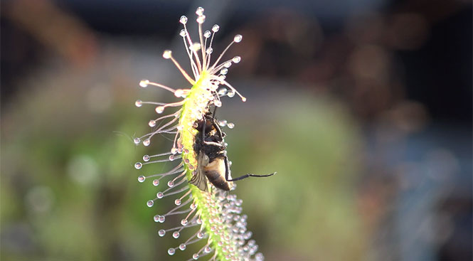 Δείτε πως ένα σαρκοφάγο φυτό τυλίγεται γύρω από ένα έντομο και το καταβροχθίζει