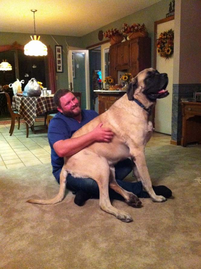 Τεράστιοι σκύλοι που δεν νοιάζονται για το μέγεθος τους (3)