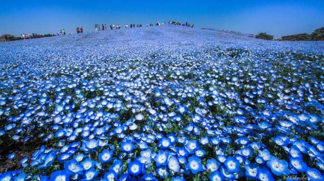 Θάλασσα από λουλούδια στο Hitachi Seaside Park της Ιαπωνίας (2)