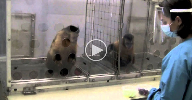 Δείτε τι συμβαίνει όταν δυο μαϊμούδες παίρνουν διαφορετική ανταμοιβή για το ίδιο πράγμα