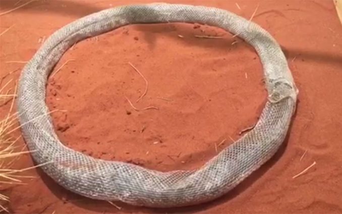 Φίδι παγιδεύτηκε μέσα στον φαύλο κύκλο του δέρματος του (1)
