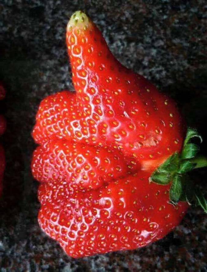 Φρούτα και λαχανικά με παράξενα σχήματα που θα σας ξαφνιάσουν (5)