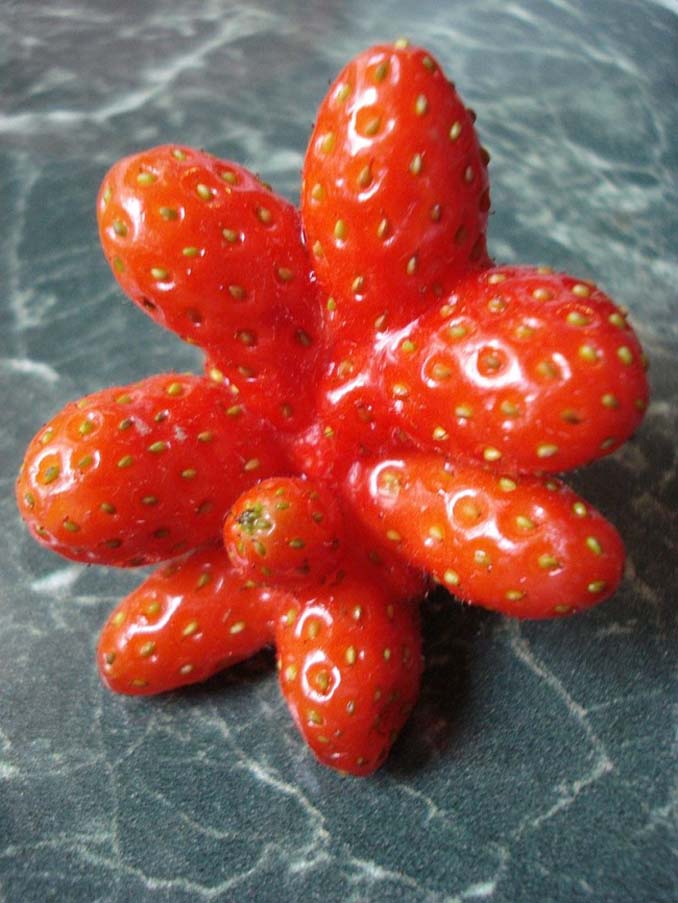 Φρούτα και λαχανικά με παράξενα σχήματα που θα σας ξαφνιάσουν (8)